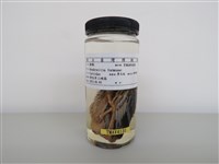 藏品(樹鵲)的圖片